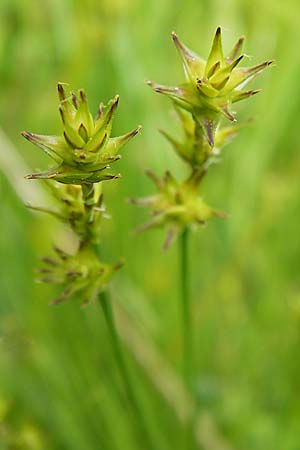 Carex echinata \ Igel-Segge, Stern-Segge / Star Sedge, D Schwarzwald/Black-Forest, Reichental 8.6.2013