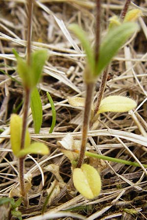 Cerastium tenoreanum \ Tenores Hornkraut / Tenore's Mouse-Ear, D Bastheim-Wechterswinkel 9.5.2015