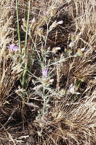 Centaurea australis x diffusa \ Sandb�rtige Flockenblume / Hybrid Knapweed, D Mannheim 16.7.2015