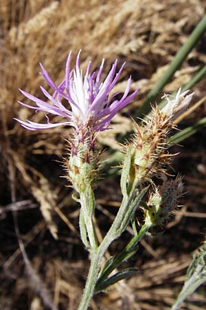 Centaurea australis x diffusa \ Sandb�rtige Flockenblume / Hybrid Knapweed, D Mannheim 16.7.2015