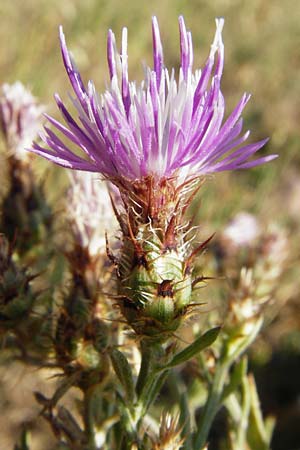 Centaurea australis x diffusa \ Sandb�rtige Flockenblume / Hybrid Knapweed, D Mannheim 16.7.2015
