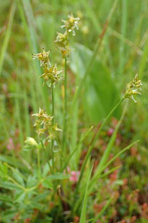 Carex echinata \ Igel-Segge, Stern-Segge / Star Sedge, D Pfronten 9.6.2016