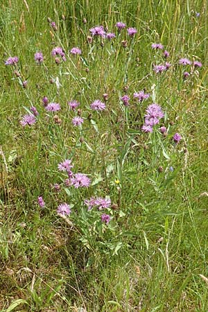 Centaurea jacea \ Wiesen-Flockenblume / Brown Knapweed, D Gro&szlig;heubach am Main 20.6.2016