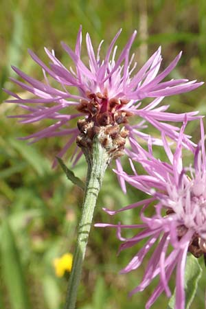 Centaurea jacea \ Wiesen-Flockenblume / Brown Knapweed, D Gro&szlig;heubach am Main 20.6.2016