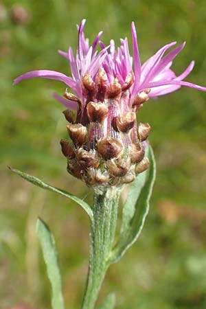 Centaurea jacea \ Wiesen-Flockenblume / Brown Knapweed, D Gro&szlig;heubach am Main 20.6.2016