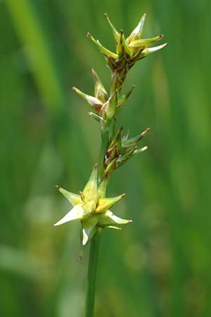 Carex echinata \ Igel-Segge, Stern-Segge / Star Sedge, D Pfronten 28.6.2016