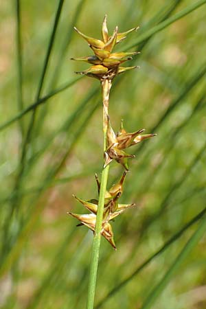 Carex echinata \ Igel-Segge, Stern-Segge / Star Sedge, D Pfronten 28.6.2016