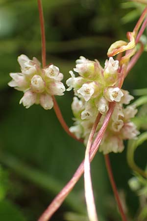 Cuscuta europaea \ Nessel-Seide / Greater Dodder, D Erlenbach am Main 16.7.2016