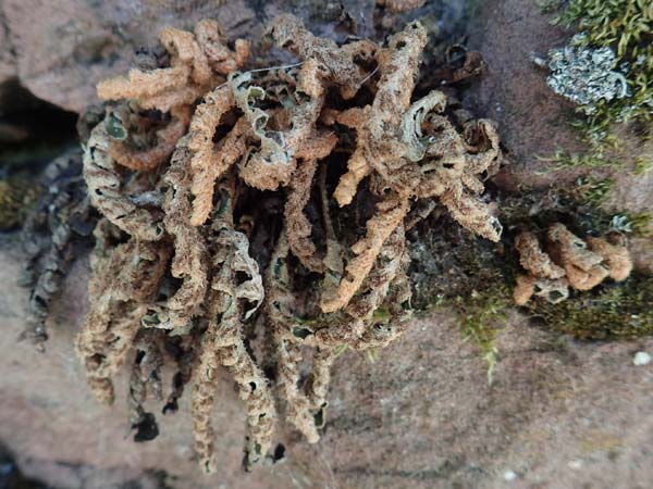 Asplenium ceterach \ Milzfarn, Schriftfarn / Rustyback, Scale Fern, D Klingenberg am Main 24.6.2017