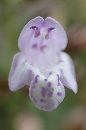Clinopodium einseleanum \ �sterreicher Bergminze / Einsele's Calamint, D Ludwigshafen 13.9.2017