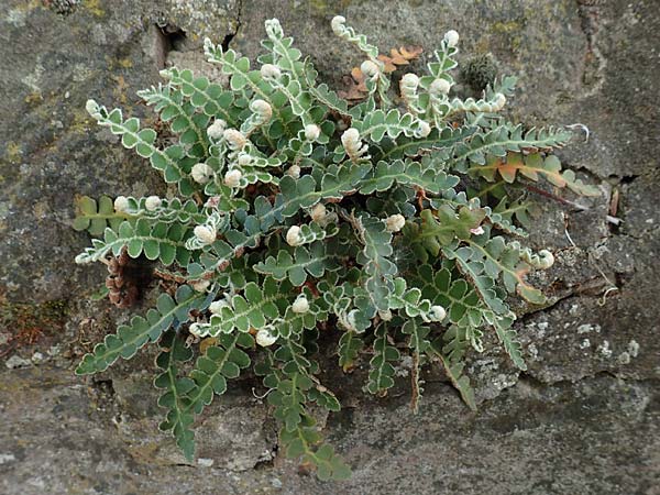 Asplenium ceterach \ Milzfarn, Schriftfarn / Rustyback, Scale Fern, D Walldorf 25.4.2018