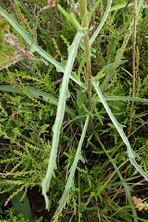 Centaurea timbalii \ Westliche Schmalbl�ttrige Flockenblume, Timbals Wiesen-Flockenblume / Timbal's Knapweed, D Drover Heide 13.6.2018