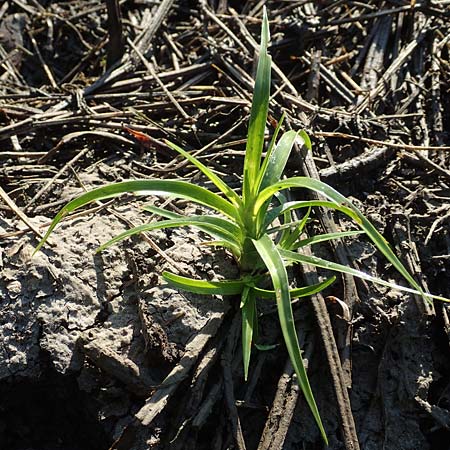 Cyperus eragrostis \ Frischgr�nes Zypergras, Liebesgrasartiges Zypergras / Pale Galingale, D Bickenbach 17.7.2018