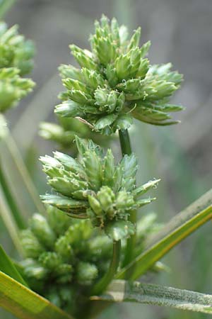 Cyperus eragrostis \ Frischgr�nes Zypergras, Liebesgrasartiges Zypergras / Pale Galingale, D Bickenbach 21.8.2018