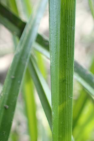 Cyperus eragrostis \ Frischgr�nes Zypergras, Liebesgrasartiges Zypergras / Pale Galingale, D Bickenbach 21.8.2018