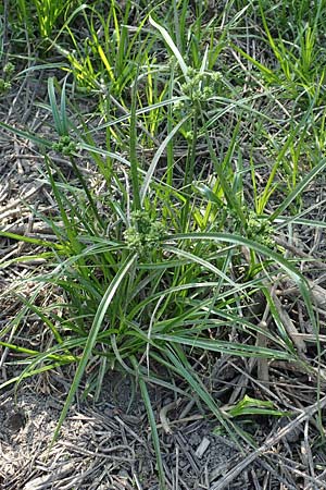 Cyperus eragrostis \ Frischgr�nes Zypergras, Liebesgrasartiges Zypergras / Pale Galingale, D Bickenbach 21.8.2018