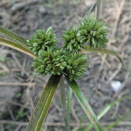 Cyperus eragrostis \ Frischgr�nes Zypergras, Liebesgrasartiges Zypergras / Pale Galingale, D Bickenbach 21.8.2018