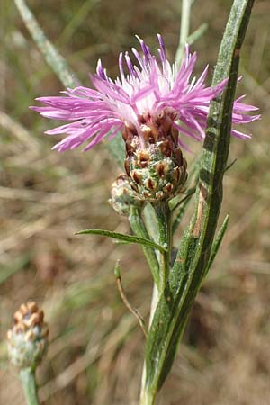 Centaurea timbalii \ Westliche Schmalbl�ttrige Flockenblume, Timbals Wiesen-Flockenblume / Timbal's Knapweed, D Drover Heide 22.8.2018
