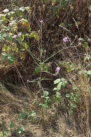 Centaurea timbalii \ Westliche Schmalbl�ttrige Flockenblume, Timbals Wiesen-Flockenblume / Timbal's Knapweed, D Drover Heide 22.8.2018