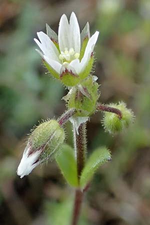 Cerastium semidecandrum \ Sand-Hornkraut / Little Mouse-Ear, D Hockenheim 16.4.2019