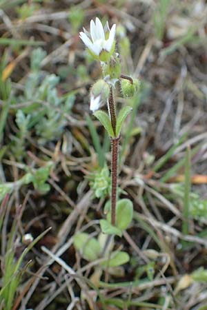 Cerastium semidecandrum \ Sand-Hornkraut / Little Mouse-Ear, D Hockenheim 16.4.2019