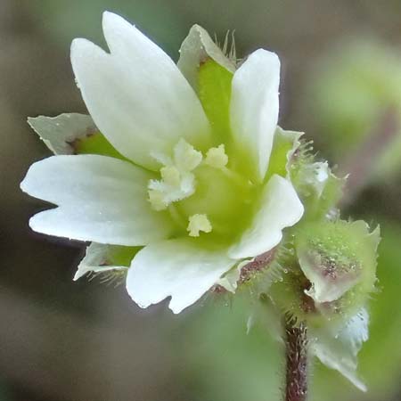 Cerastium semidecandrum \ Sand-Hornkraut / Little Mouse-Ear, D Hockenheim 16.4.2019