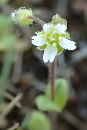 Cerastium semidecandrum \ Sand-Hornkraut / Little Mouse-Ear, D Hockenheim 16.4.2019