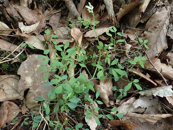 Ceratocapnos claviculata \ Rankender Lerchensporn / Climbing Corydalis, D Mannheim 13.5.2020
