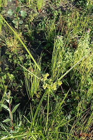 Cyperus eragrostis \ Frischgr�nes Zypergras, Liebesgrasartiges Zypergras / Pale Galingale, D Bahlingen am Kaiserstuhl 24.9.2021