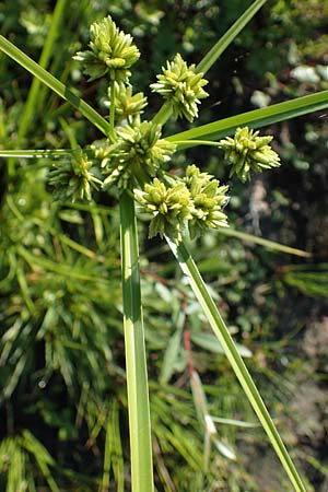 Cyperus eragrostis \ Frischgr�nes Zypergras, Liebesgrasartiges Zypergras / Pale Galingale, D Bahlingen am Kaiserstuhl 24.9.2021