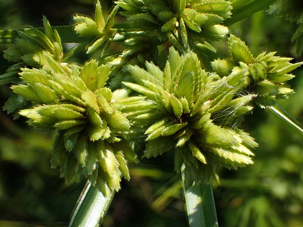 Cyperus eragrostis \ Frischgr�nes Zypergras, Liebesgrasartiges Zypergras / Pale Galingale, D Bahlingen am Kaiserstuhl 24.9.2021