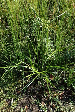 Cyperus eragrostis \ Frischgr�nes Zypergras, Liebesgrasartiges Zypergras / Pale Galingale, D Bahlingen am Kaiserstuhl 24.9.2021