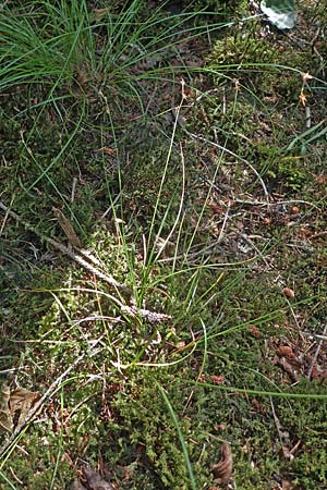 Carex echinata \ Igel-Segge, Stern-Segge / Star Sedge, D Odenwald, Erbach 17.7.2022