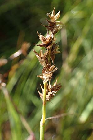 Carex echinata \ Igel-Segge, Stern-Segge / Star Sedge, D Hunsr&uuml;ck, B&ouml;rfink 18.7.2022