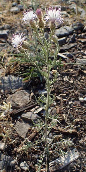 Centaurea australis x diffusa \ Sandb�rtige Flockenblume / Hybrid Knapweed, D Mannheim 4.8.2022
