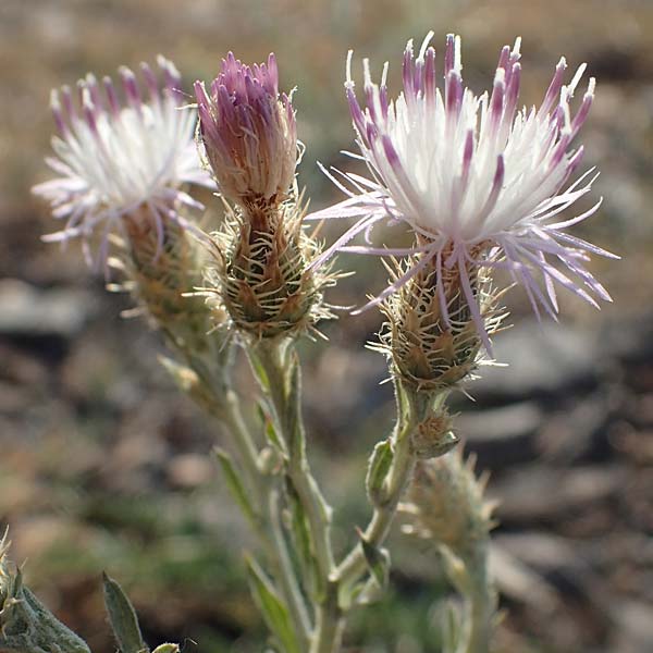 Centaurea australis x diffusa \ Sandb�rtige Flockenblume / Hybrid Knapweed, D Mannheim 4.8.2022