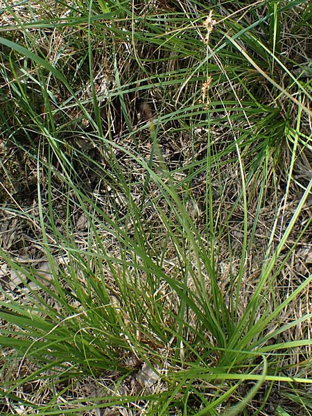 Carex elongata \ Walzen-Segge, Lang�hrige Segge / Elongated Sedge, D M&uuml;hlheim am Main - L&auml;mmerspiel 30.5.2023