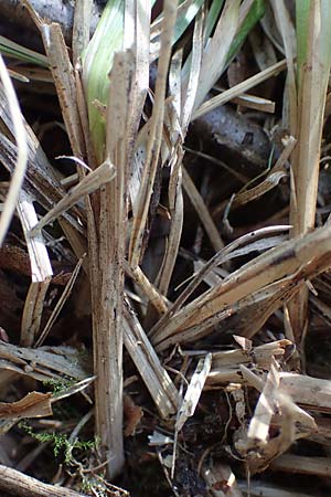 Carex elongata \ Walzen-Segge, Lang�hrige Segge / Elongated Sedge, D M&uuml;hlheim am Main - L&auml;mmerspiel 30.5.2023
