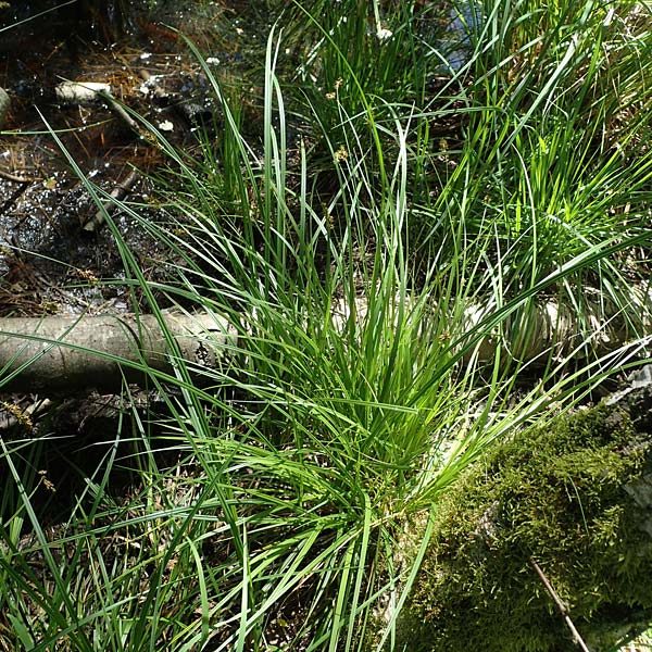 Carex elongata \ Walzen-Segge, Lang�hrige Segge / Elongated Sedge, D M&uuml;hlheim am Main - L&auml;mmerspiel 30.5.2023