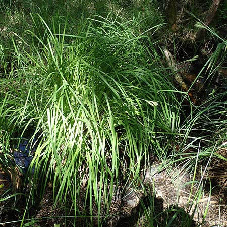 Carex elata \ Steife Segge / Tufted Sedge, D M&uuml;hlheim am Main - L&auml;mmerspiel 30.5.2023