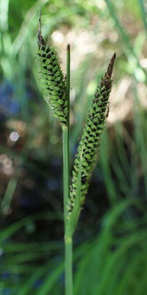 Carex elata \ Steife Segge / Tufted Sedge, D M&uuml;hlheim am Main - L&auml;mmerspiel 30.5.2023