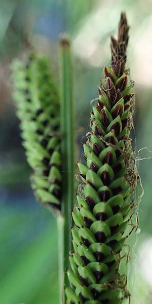Carex elata \ Steife Segge / Tufted Sedge, D M&uuml;hlheim am Main - L&auml;mmerspiel 30.5.2023