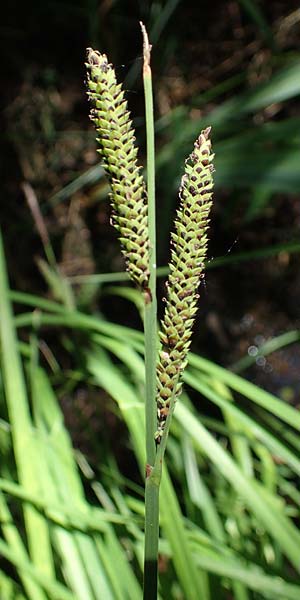 Carex elata \ Steife Segge / Tufted Sedge, D M&uuml;hlheim am Main - L&auml;mmerspiel 30.5.2023