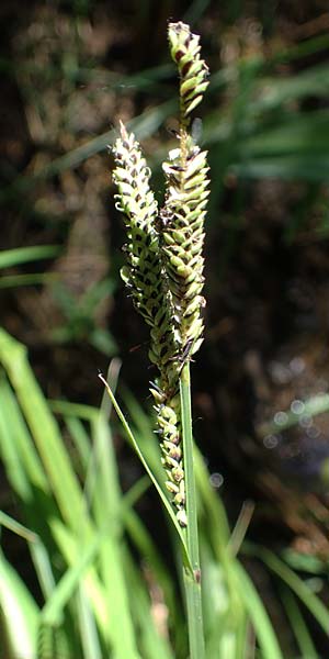 Carex elata \ Steife Segge / Tufted Sedge, D M&uuml;hlheim am Main - L&auml;mmerspiel 30.5.2023