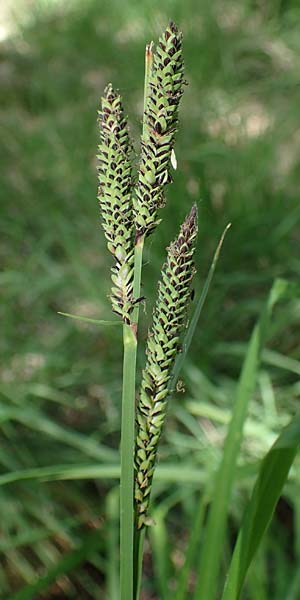 Carex elata \ Steife Segge / Tufted Sedge, D M&uuml;hlheim am Main - L&auml;mmerspiel 30.5.2023
