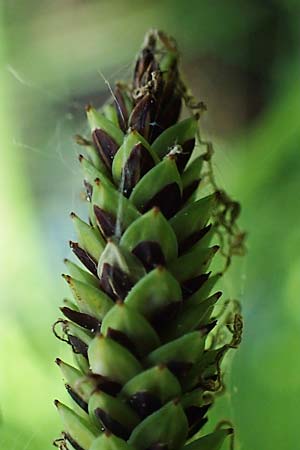 Carex elata \ Steife Segge / Tufted Sedge, D M&uuml;hlheim am Main - L&auml;mmerspiel 30.5.2023