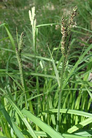Carex elata \ Steife Segge / Tufted Sedge, D M&uuml;hlheim am Main - L&auml;mmerspiel 30.5.2023
