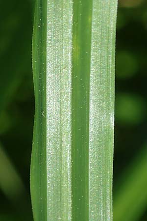 Carex elata \ Steife Segge / Tufted Sedge, D M&uuml;hlheim am Main - L&auml;mmerspiel 30.5.2023