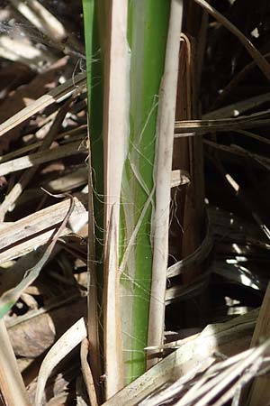Carex elata \ Steife Segge / Tufted Sedge, D M&uuml;hlheim am Main - L&auml;mmerspiel 30.5.2023