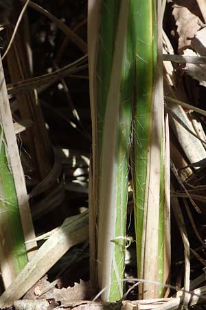 Carex elata \ Steife Segge / Tufted Sedge, D M&uuml;hlheim am Main - L&auml;mmerspiel 30.5.2023